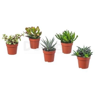 Живое растение SUCCULENT 103.110.06 IKEA (ИКЕА СОЧНЫЕ), фото 1