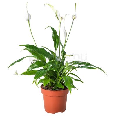 Живое растение SPATHIPHYLLUM 601.449.01 IKEA (ИКЕА SPATHIPHYLLUM), фото 1