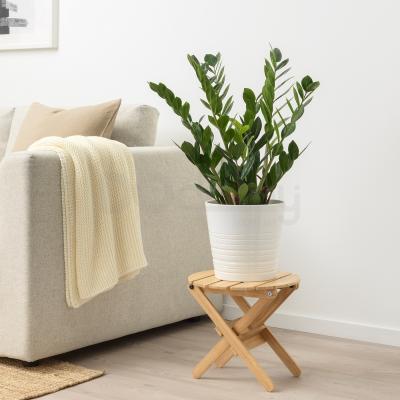 Живое растение ZAMIOCULCAS 900.379.90 IKEA (ИКЕА ЗАМИОКУЛЬКАС), фото 2