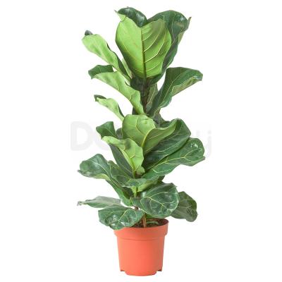 Живое растение FICUS LYRATA 905.005.88 IKEA (ИКЕА ФИКУС ЛИРАТА), фото 1