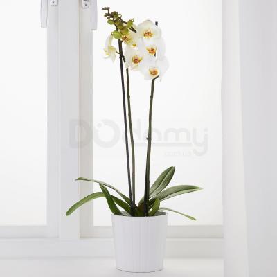 Живое растение PHALAENOPSIS 103.033.65 IKEA (ИКЕА ФАЛЕНОПСИС), фото 2