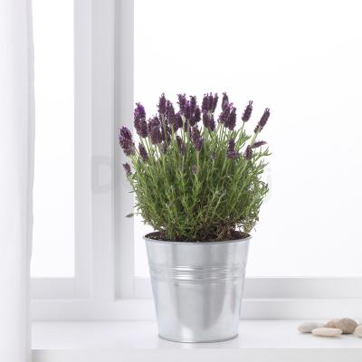 LAVANDULA 004.933.23 IKEA (ИКЕА Lavandula), фото 3