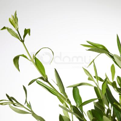 OLEA EUROPAEA 604.933.20 IKEA (ИКЕА OLEA EUROPAEA), фото 3