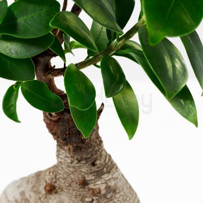 Живе рослина FICUS MICROCARPA GINSENG 404.327.28 IKEA (ИКЕА ФИКУС MICROCARPA GINSENG), фото 3