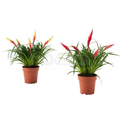 Кімнатна рослина VRIESEA 704.933.29 IKEA (ИКЕА VRIESEA), фото 1