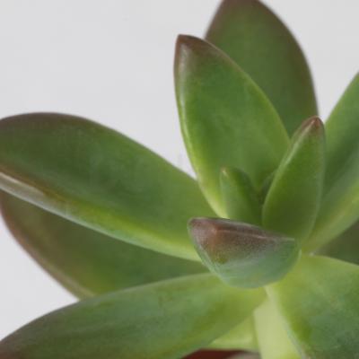 Живое растение SUCCULENT 103.110.06 IKEA (ИКЕА СОЧНЫЕ), фото 5