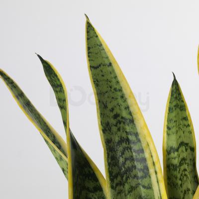 Живое растение SANSEVIERIA TRIFASCIATA 004.210.29 IKEA (ИКЕА SANSEVIERIA TRIFASCIATA), фото 3