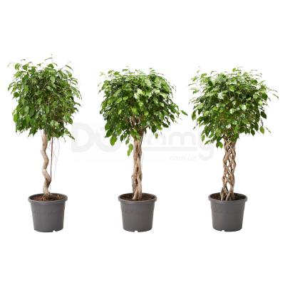 Жива рослина FICUS BENJAMINA 804.488.45 IKEA (ИКЕА ФИКУС БЕНДЖАМИНА), фото 1