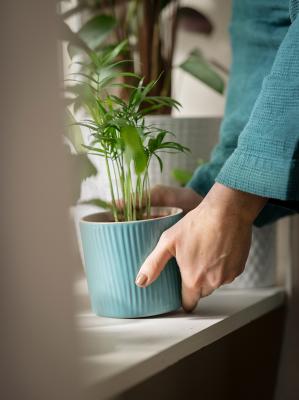 Живое растение CHAMAEDOREA ELEGANS 903.927.63 IKEA (ИКЕА CHAMAEDOREA ELEGANS), фото 5