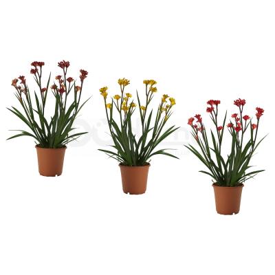 ANIGOZANTHOS 504.607.68 IKEA (ИКЕА АНИГОЗАНТОС), фото 1