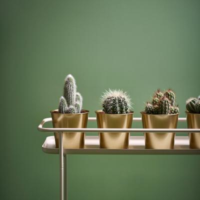 Живое растение CACTACEAE 003.109.60 IKEA (ИКЕА CACTACEAE), фото 8