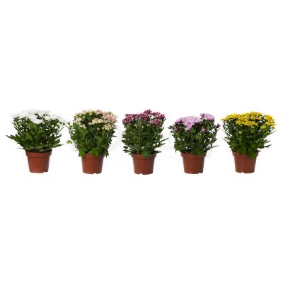 Комнатное растение CHRYSANTHEMUM 104.918.75 IKEA (ИКЕА ХРИЗАНТЕМ), фото 1