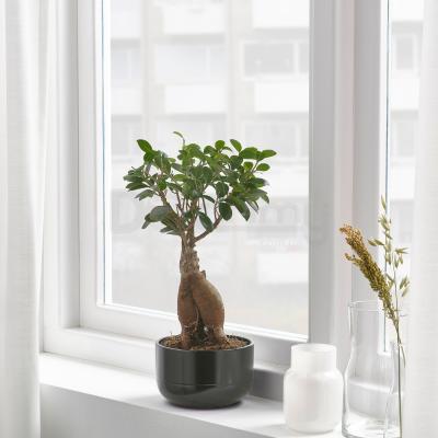 Живе рослина FICUS MICROCARPA GINSENG 404.327.28 IKEA (ИКЕА ФИКУС MICROCARPA GINSENG), фото 2