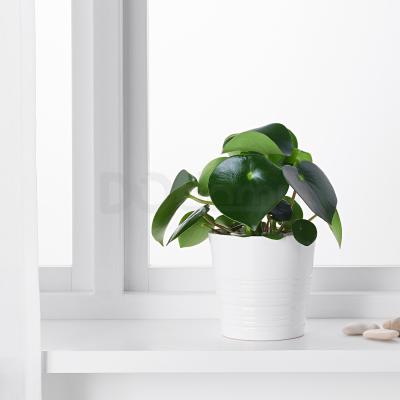 Живе рослина PEPEROMIA POLYBOTRYA 504.085.44 IKEA (ИКЕА PEPEROMIA POLYBOTRYA), фото 2