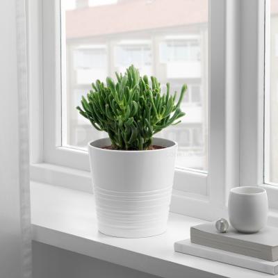 Живое растение SUCCULENT 503.646.58 IKEA (ИКЕА СОЧНЫЕ), фото 2
