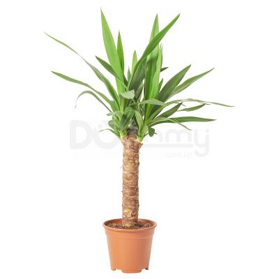 Комнатное растение YUCCA ELEPHANTIPES 705.009.33 IKEA (ИКЕА ЮККА СЛОНЫ), фото 1