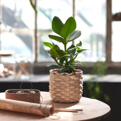 Живое растение CLUSIA 702.345.62 IKEA (ИКЕА CLUSIA), фото 6