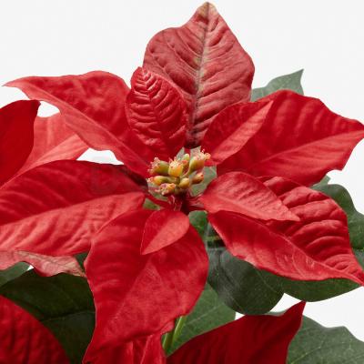 Комнатное растение FEJKA 604.966.20 IKEA (ИКЕА ФЕЙКА), фото 3