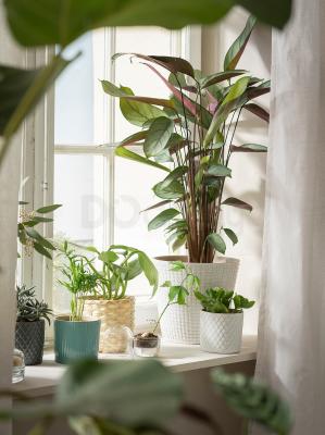 Живое растение CHAMAEDOREA ELEGANS 903.927.63 IKEA (ИКЕА CHAMAEDOREA ELEGANS), фото 7