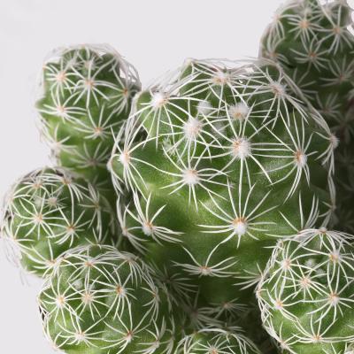 Живое растение CACTACEAE 003.109.60 IKEA (ИКЕА CACTACEAE), фото 4