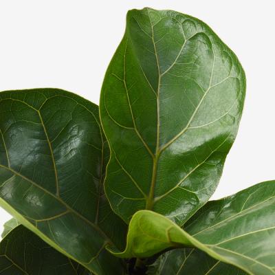 Комнатное растение FICUS LYRATA BAMBINO 104.853.65 IKEA (ИКЕА ФИКУС ЛИРАТА БАМБИНО), фото 3