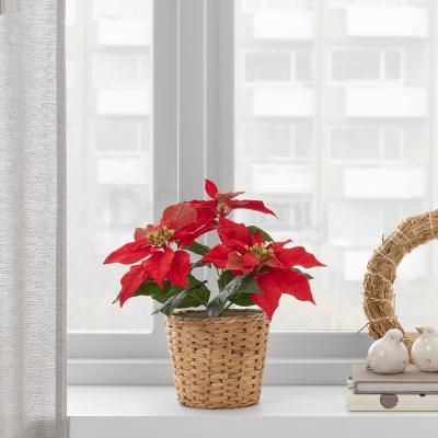 Комнатное растение FEJKA 604.966.20 IKEA (ИКЕА ФЕЙКА), фото 2