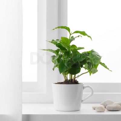 Кімнатна рослина з кухлем COFFEA ARABICA 705.005.89 IKEA (ИКЕА КОФЕ АРАБИКА), фото 2