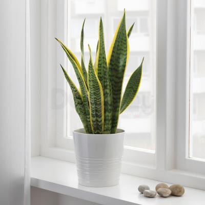 Живое растение SANSEVIERIA TRIFASCIATA 004.210.29 IKEA (ИКЕА SANSEVIERIA TRIFASCIATA), фото 2