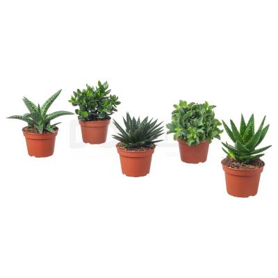 Живое растение SUCCULENT 503.646.58 IKEA (ИКЕА СОЧНЫЕ), фото 1