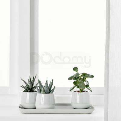 Живое растение SUCCULENT 003.432.77 IKEA (ИКЕА СОЧНЫЕ), фото 2