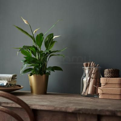 Живое растение SPATHIPHYLLUM 601.449.01 IKEA (ИКЕА SPATHIPHYLLUM), фото 6