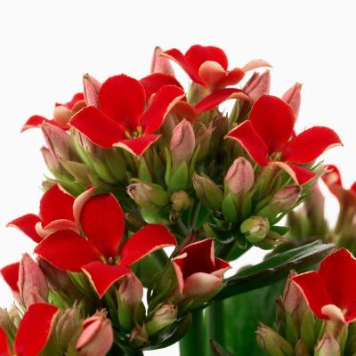 Растение с горшком KALANCHOE 105.005.92 IKEA (ИКЕА КАЛАНЧОЕ), фото 6