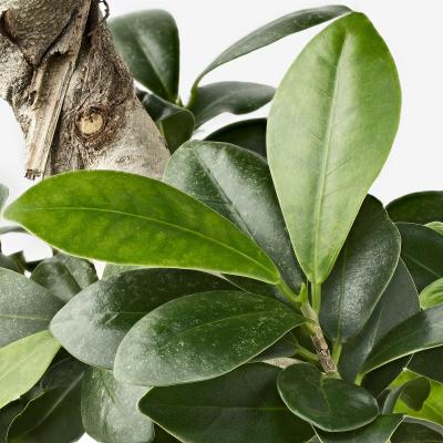 Живое растение FICUS MICROCARPA GINSENG 204.800.70 IKEA (ИКЕА ФИКУС MICROCARPA GINSENG), фото 2