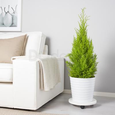 CUPRESSUS MACROCARPA 804.917.92 IKEA (ИКЕА CUPRESSUS MACROCARPA), фото 3