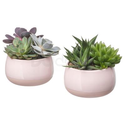 Живое растение SUCCULENT 203.432.76 IKEA (ИКЕА СОЧНЫЕ), фото 1