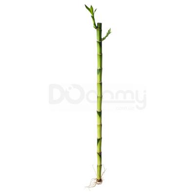 Живе рослина DRACAENA 600.654.61 IKEA (ИКЕА DRACAENA), фото 1