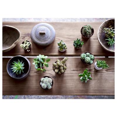 Живое растение SUCCULENT 003.432.77 IKEA (ИКЕА СОЧНЫЕ), фото 6