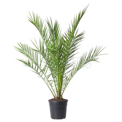 PHOENIX CANARIENSIS 904.933.52 IKEA (ИКЕА ФЕНИКС КАНАРИНСКИЙ), фото 1