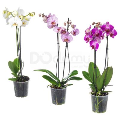 Живое растение PHALAENOPSIS 103.033.65 IKEA (ИКЕА ФАЛЕНОПСИС), фото 1