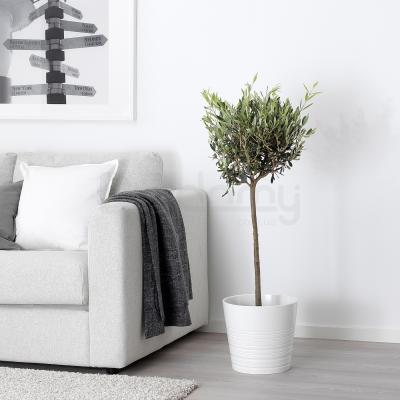 OLEA EUROPAEA 604.933.20 IKEA (ИКЕА OLEA EUROPAEA), фото 2