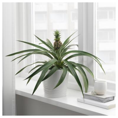 ANANAS 304.932.65 IKEA (ИКЕА АНАНАС), фото 4