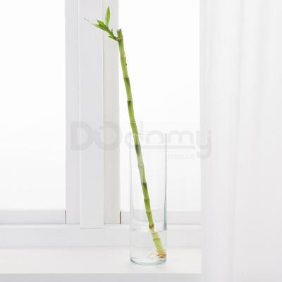 Живе рослина DRACAENA 600.654.61 IKEA (ИКЕА DRACAENA), фото 2