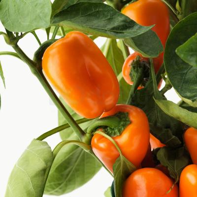 CAPSICUM ANNUUM 904.933.28 IKEA (ИКЕА CAPSICUM ANNUUM), фото 4