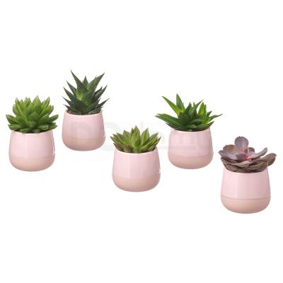 Живое растение SUCCULENT 803.432.78 IKEA (ИКЕА СОЧНЫЕ), фото 1