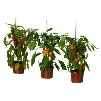 CAPSICUM ANNUUM 904.933.28 IKEA (ИКЕА CAPSICUM ANNUUM), фото 1