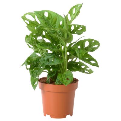 Комнатное растение MONSTERA ADASONII 104.923.75 IKEA (ИКЕА МОНСТР АДАСОНИИ), фото 1