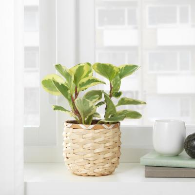 KAFFEBÖNA 704.236.14 IKEA (ИКЕА КАФЕБЁН), фото 2