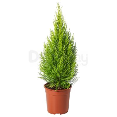 CUPRESSUS MACROCARPA 804.917.92 IKEA (ИКЕА CUPRESSUS MACROCARPA), фото 1