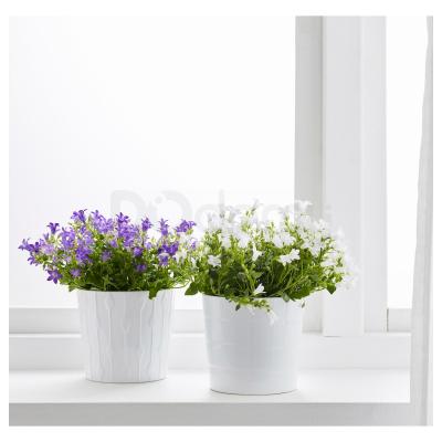 CAMPANULA PORTENSCHLAGIANA 304.918.60 IKEA (ИКЕА CAMPANULA PORTENSCHLAGIANA), фото 2