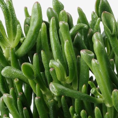 Живое растение SUCCULENT 503.646.58 IKEA (ИКЕА СОЧНЫЕ), фото 5